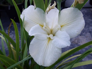 Louisiana Iris - Cajun White Lightning